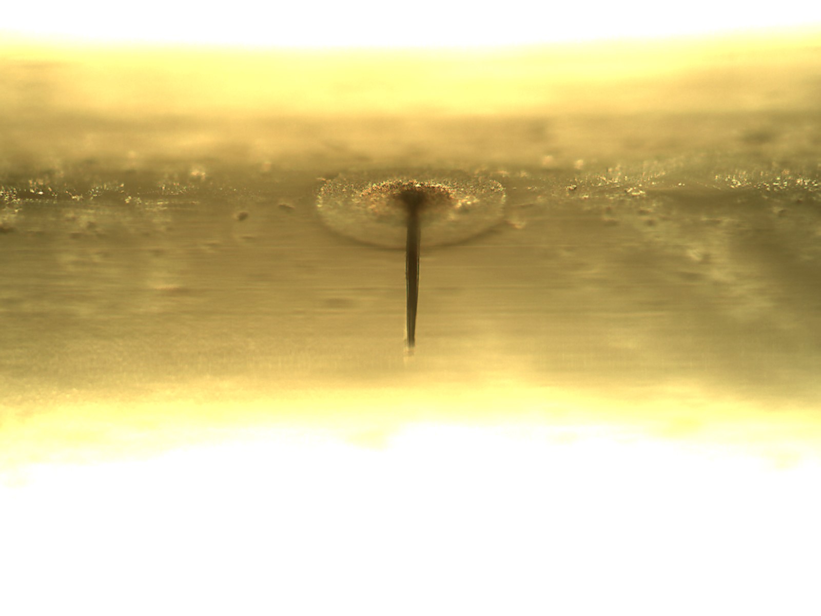 Container Closure Integrity Testing