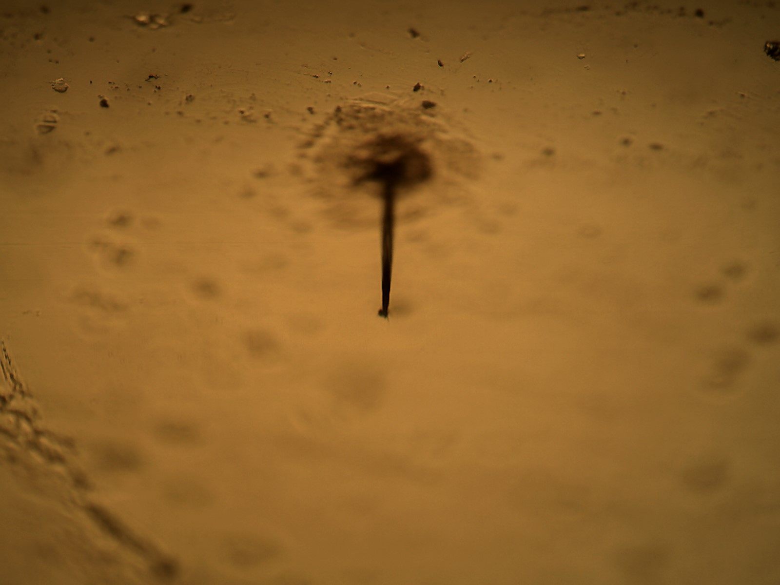 Container Closure Integrity Testing