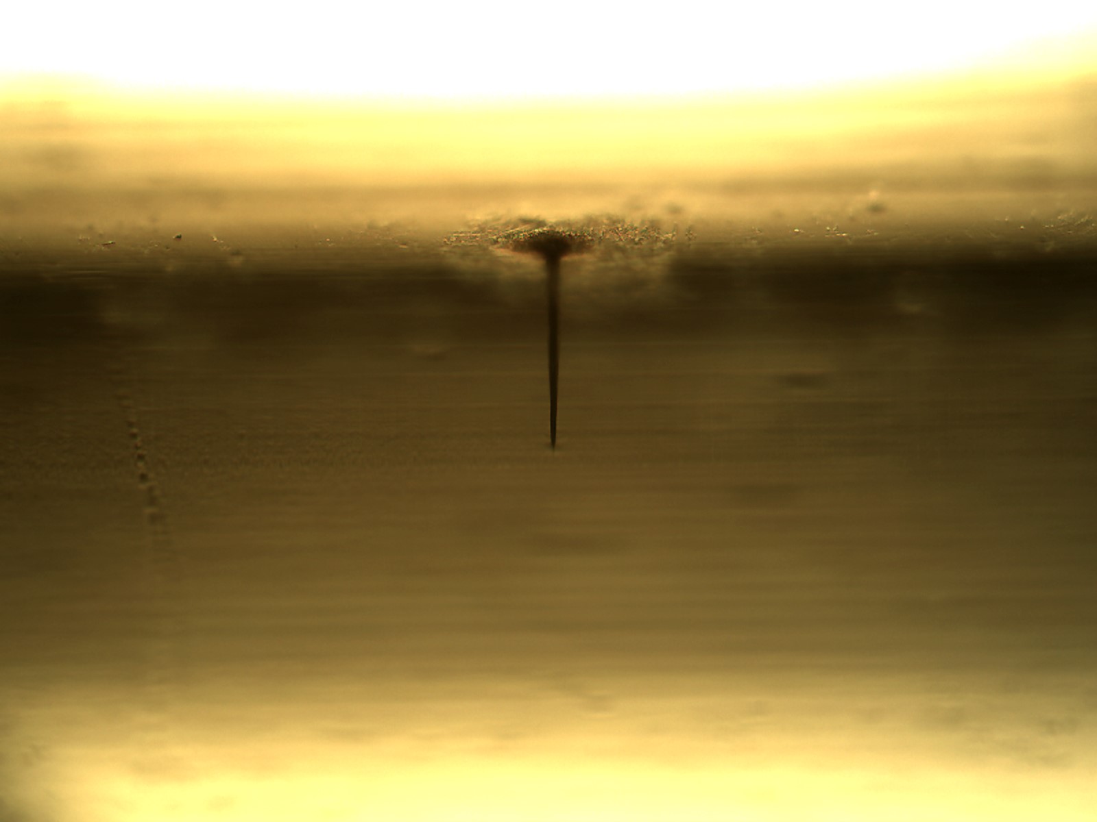 Container Closure Integrity Testing