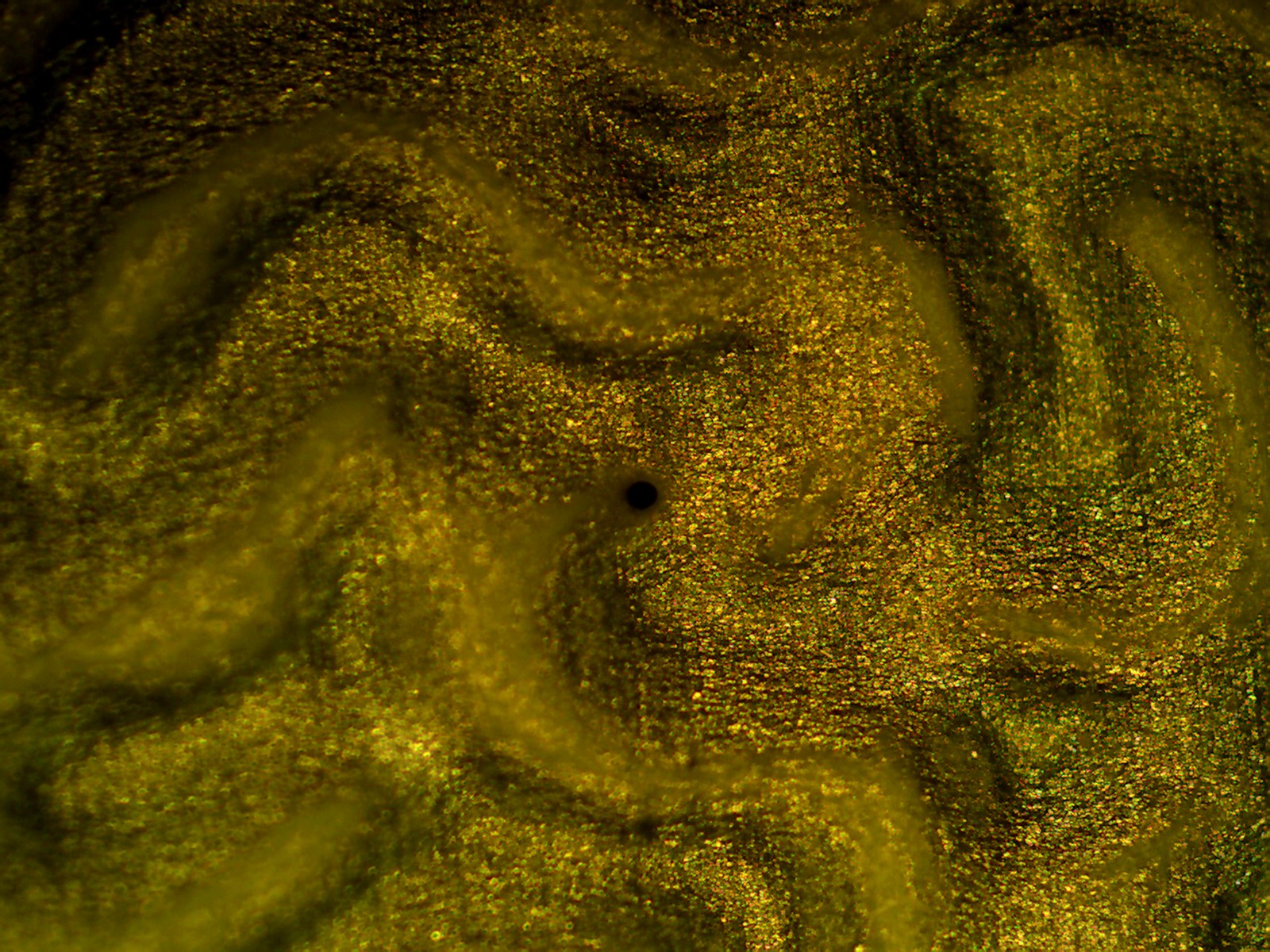 Container Closure Integrity Testing