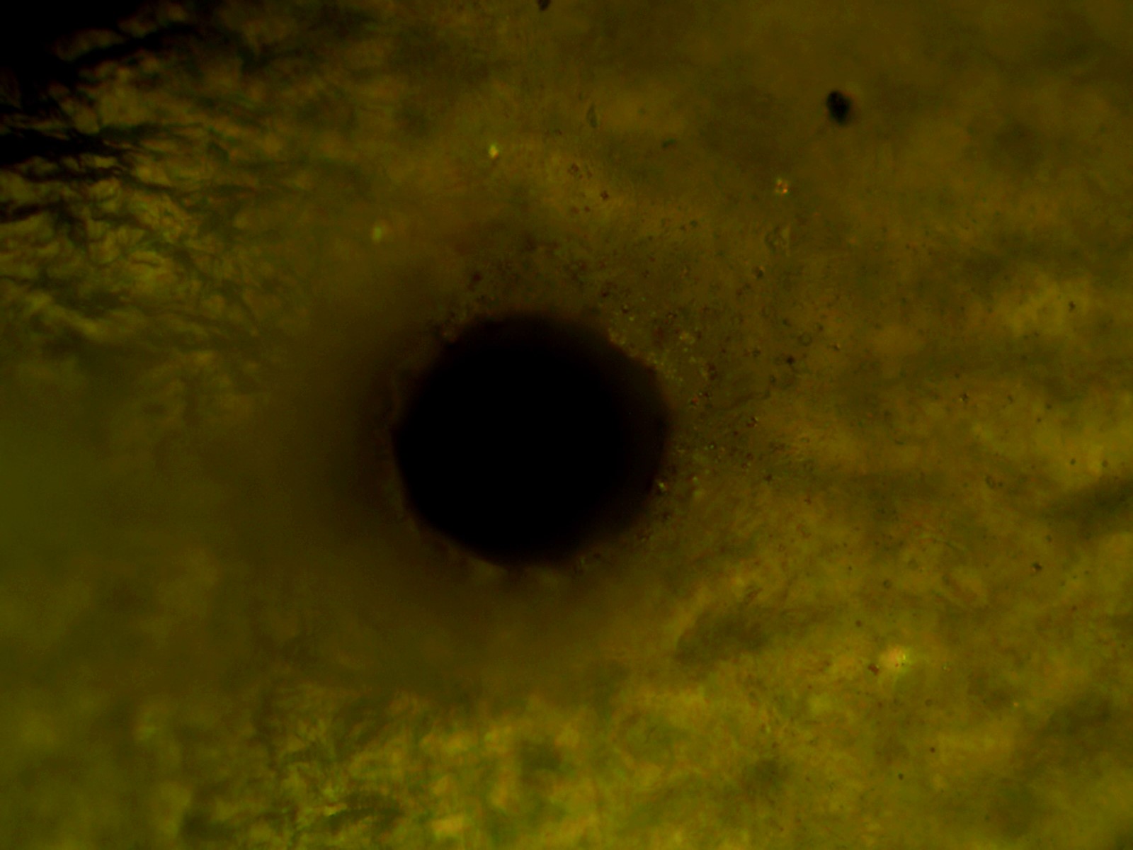 Container Closure Integrity Testing