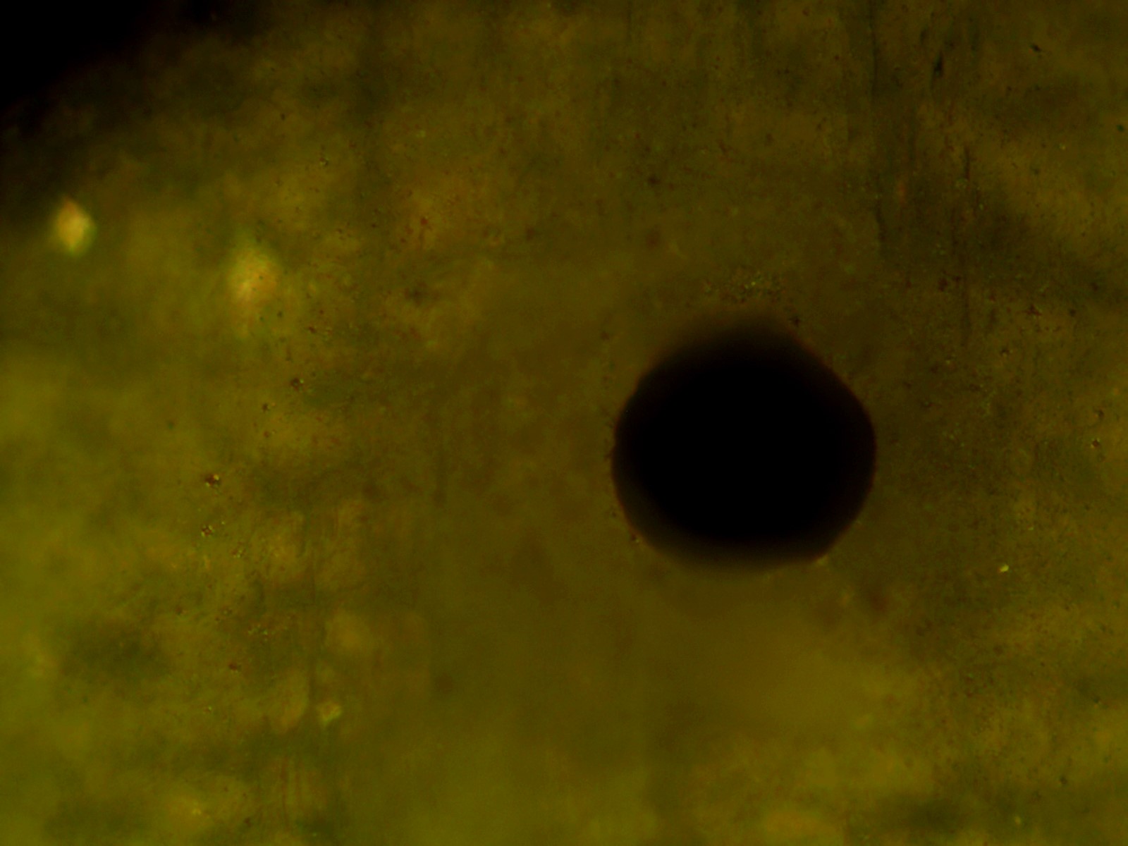 Container Closure Integrity Testing