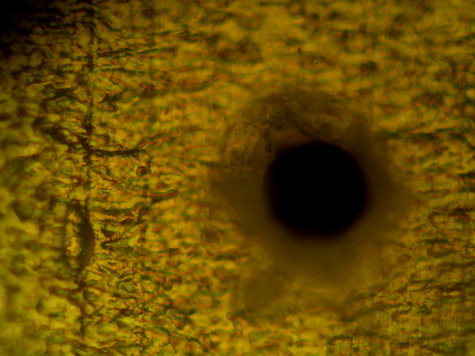 Container Closure Integrity Testing